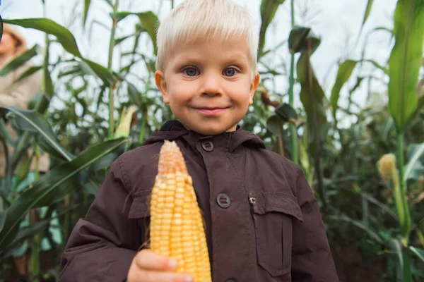 Милый счастливый ребенок на кукурузном поле, держа кукурузный початок — стоковое фото