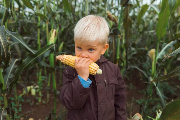 Ребенок в кукурузном поле листья темные цвета едят кукурузный початок — стоковое фото