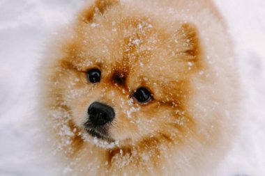 Tüylü köpek kızıl tükürüğü kışın karda oynuyor
