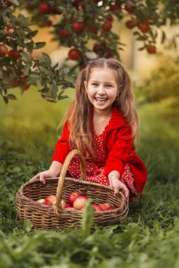 Çocuk sonbaharda bahçede kırmızı elma toplar. Küçük bir kız bahçede oynuyor, lezzetli kırmızı meyveler yiyor. Hasat Konsepti. Elma topluyorum.