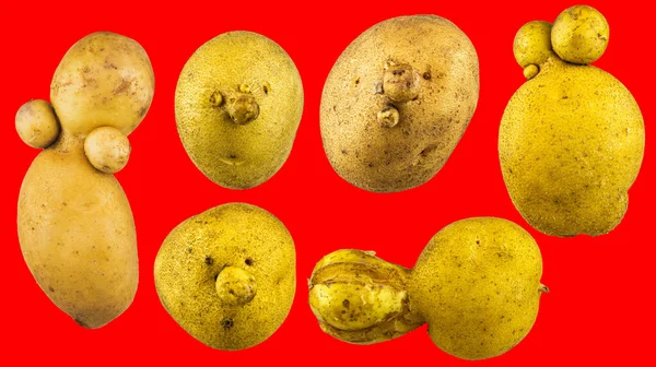 Mogen Rolig Potatis Med Ansiktsuttryck Isolerad Röd Bakgrund — Stockfoto