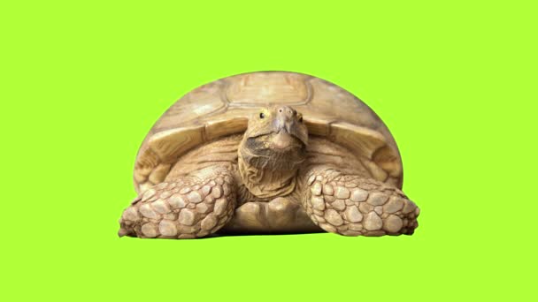 Duży Stary Żółw Zbliżyć Się Zielony Ekran — Wideo stockowe