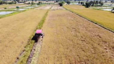 Pirinç çiftliği hasat mevsiminde çiftçiler hasat araçları ve traktörle Tayland 'daki pirinç tarlası plantasyonunda. Yazan: DJI Mavic mini