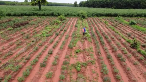 农民在木薯田上喷洒杀虫剂 清除杂草 慢动作 — 图库视频影像