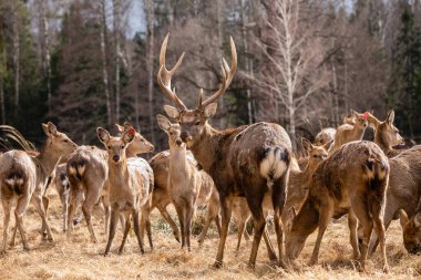 Rusya 'daki yedek parktaki bir kızıl geyik sürüsü. Korunan vahşi yaşam konsepti