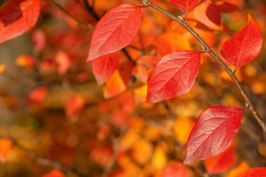 Kırmızı ve turuncu sonbahar yapraklarından oluşan bir dal doğaya düşer.