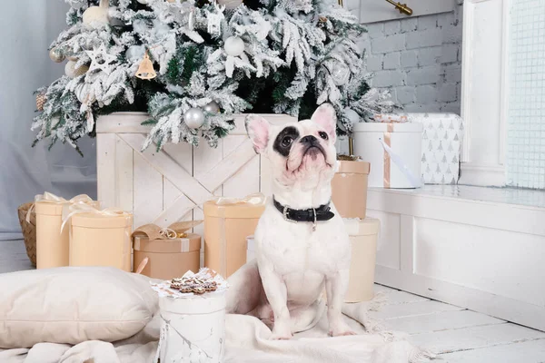 Λευκό Σκυλί Γαλλικό Μπουλντόγκ Μεταξύ Κουτιά Δώρων Κοντά Στο Χριστουγεννιάτικο — Φωτογραφία Αρχείου