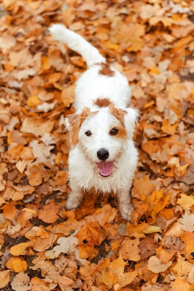 Jack Russell Teriér Pes Pozadí Žlutého Podzimního Listí Pohled Dna — Stock fotografie