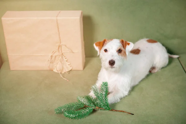 Jack Russell Terrier Mit Geschenk Und Christbaumzweig Auf Grünem Sofa — Stockfoto