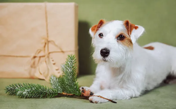 Jack Russell Terrier Παρόν Και Χριστουγεννιάτικο Δέντρο Υποκατάστημα Πράσινο Καναπέ — Φωτογραφία Αρχείου