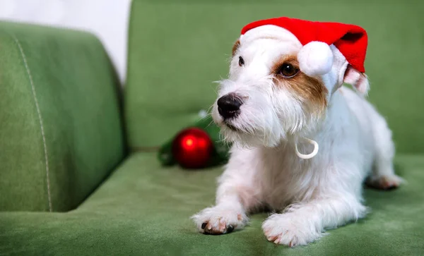 Jack Russell Terrier Santa Hat Green Sofa Christmas Bouble White — Stock Photo, Image