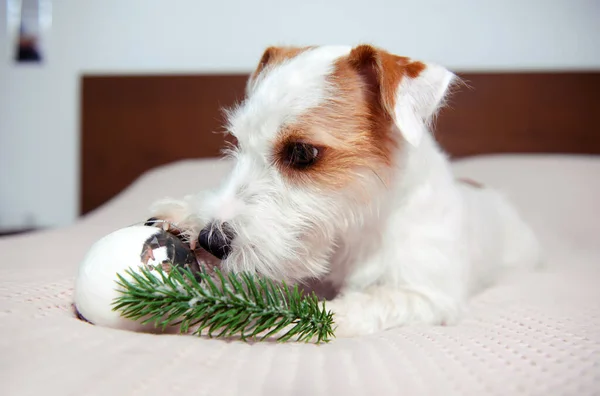 Jack Russell Terrier Auf Weiß Rosa Bett Weihnachtsbaum Zweig Schließen — Stockfoto