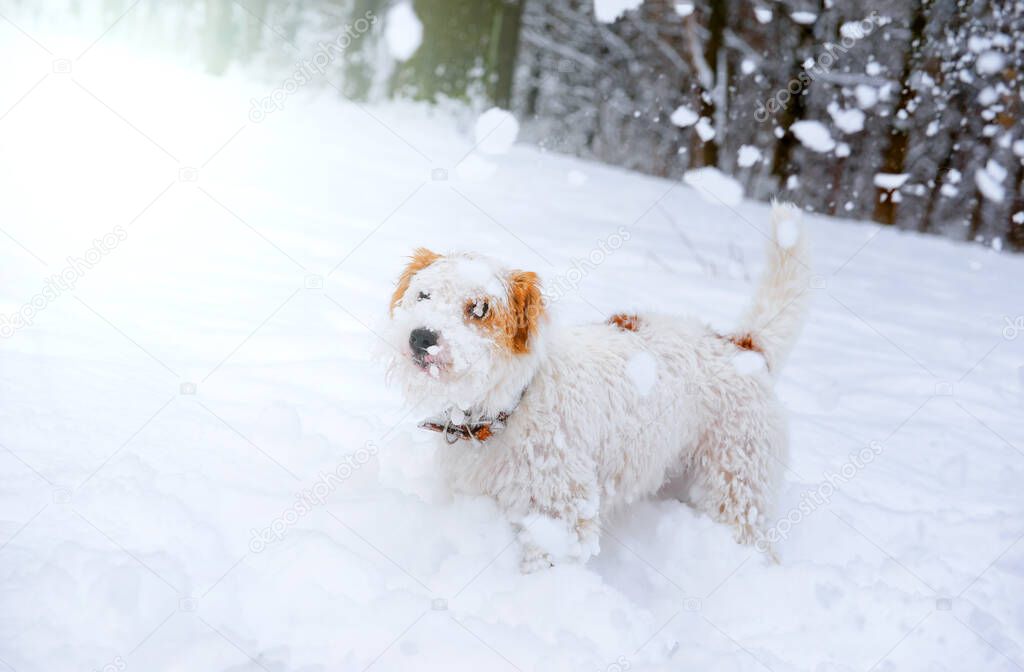 1 jack russell terrier dog in the snow outside