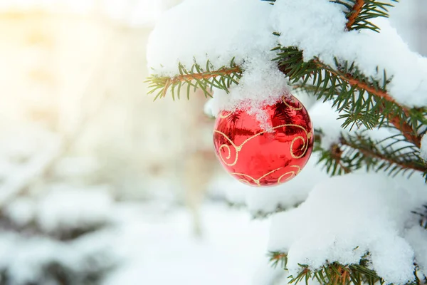 Rode Bal Een Sparren Tak Sneeuw Buiten Kerstmis Stockfoto