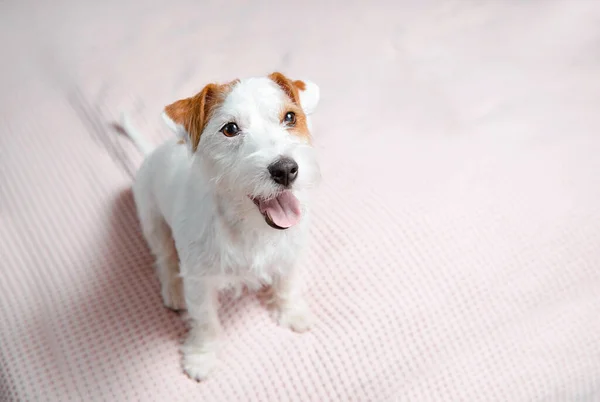 Jack Russell Terrier Białym Różowym Łóżku Boże Narodzenie Minimalistyczne Wakacje — Zdjęcie stockowe