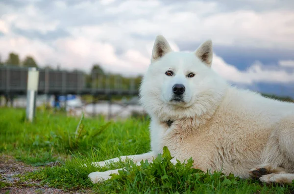 白色的牧羊犬躺在绿草上 背景模糊不清 蓝白相间 — 图库照片