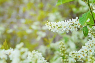 Beyaz çiçekler yeşil yapraklar bulanık bahar çiçekleri taze taze