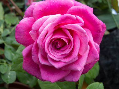 Güzel bir çiçek. Bahçede açılmış yumuşak bir gül. Yaz güneşli bahçesinde kırmızı güller. Tebrik kartı, kapak, çiçekçi, düğün buketi, çiçek pazarı, düğün davetiyesi..