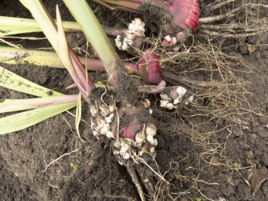 Kökleri ve sapı olan Gladiolus ampulleri. Çiçek çiftliği, çiçek pazarı, dükkan için güzel bir fotoğraf. Bahçıvanlık ve tarım. Hobi.