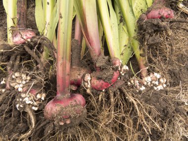 Kökleri ve sapı olan Gladiolus ampulleri. Çiçek çiftliği, çiçek pazarı, dükkan için güzel bir fotoğraf. Bahçıvanlık ve tarım. Hobi.