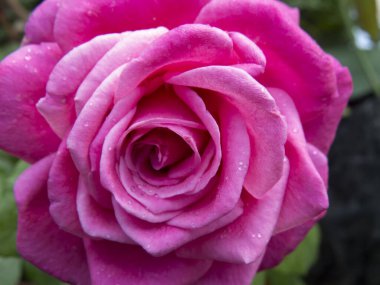 Güzel bir çiçek. Bahçede açılmış yumuşak bir gül. Yaz güneşli bahçesinde kırmızı güller. Tebrik kartı, kapak, çiçekçi, düğün buketi, çiçek pazarı, düğün davetiyesi..