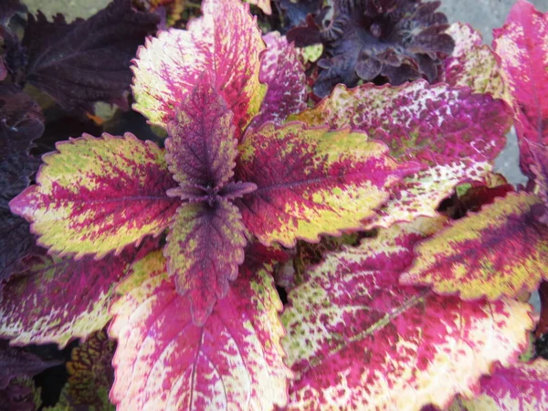 Seedlings Various Plants Pots Farm Market Red Pink Colorful Coleus — Fotografia de Stock