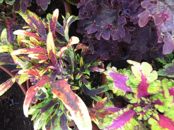 Çiftlik Pazarındaki Saksılarda Bulunan Çeşitli Bitkilerin Tohumları Kırmızı Pembe Renkli — Stok fotoğraf