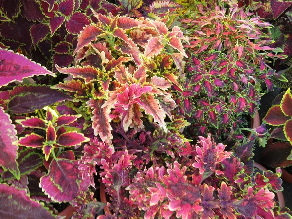 Zaailingen Van Verschillende Planten Potten Boerderij Markt Rood Roze Kleurrijke — Stockfoto