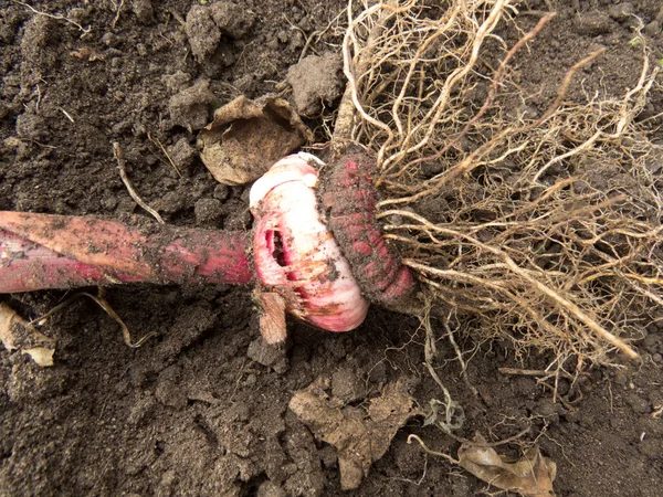 Gladiolus Bulbs Roots Stalk Beautiful Photo Flower Farm Flower Market — Foto Stock