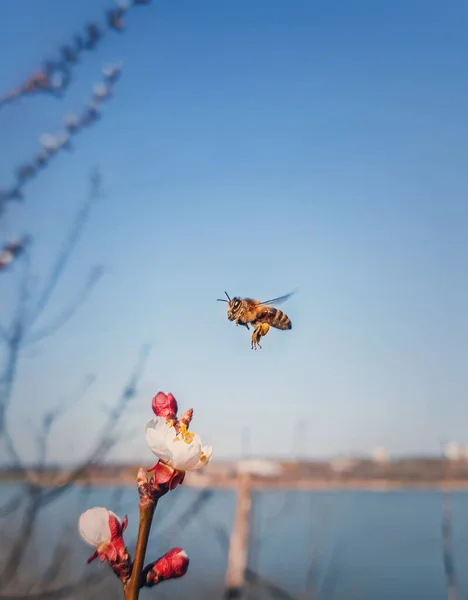 Bee Flying Blooming Apricot Tree Collecting Pollen Honeybee Spring Flowers — Stock Photo, Image