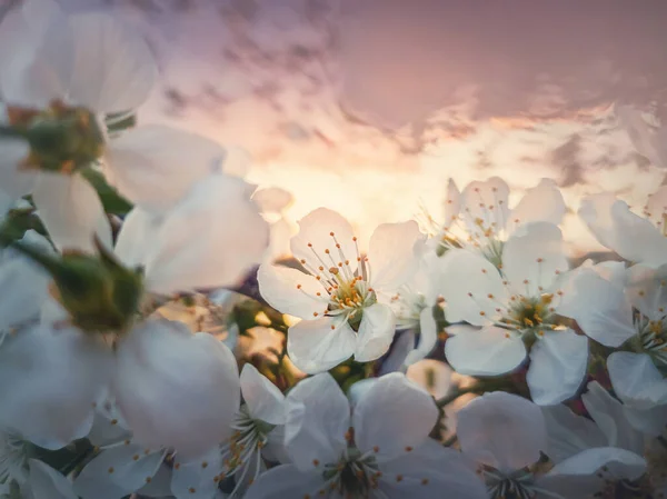 Árvore Cereja Florescente Primavera Fechar Flores Flores Sobre Pôr Sol — Fotografia de Stock