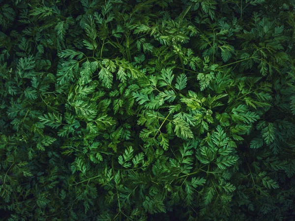 Wild Parsley Plant Parsnip Green Leaves Texture Fresh Herb Sprouts — 图库照片