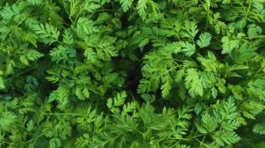 Maydanoz bitkisi ya da yaban havucu yeşili yaprak dokusu. Taze bitkiler filizlenir. Doğal bitki örtüsü geçmişi, eko ve çevre kavramı