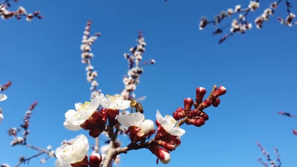 Bienen Fliegen Einem Blühenden Marillenbaum Und Sammeln Pollen Honigbiene Und — Stockvideo