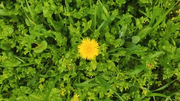 絵のように美しい夏の牧草地に緑の草や植物に囲まれた黄色のタンポポの野の花を閉じます 異なるハーブや植生 自然の背景 — ストック動画