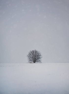 Karlı topraklarda çorak yalnız bir ağaç. Soğuk kış manzarası ve yapraksız bir meşe, kar yığınının altında tek başına duruyor. Uyuşmuş doğa, sessizlik ve yalnızlık havası.