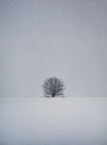 Barren Lone Tree Snowy Land Cold Winter Scene Leafless Oak — Zdjęcie stockowe