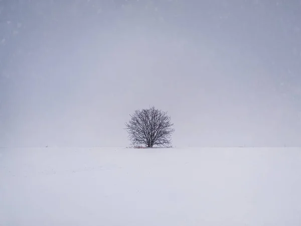 Barren Lone Tree Snowy Field Cold Winter Scene Leafless Oak — Zdjęcie stockowe