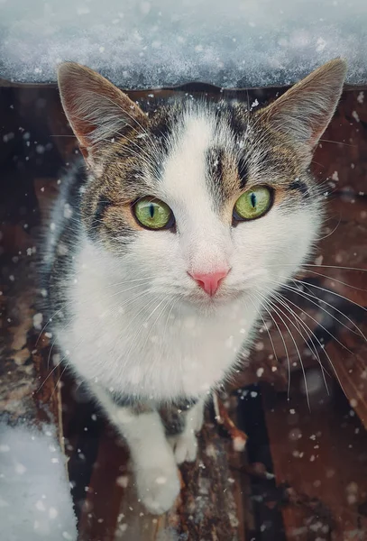 Winter Season Cat Portrait Close Kitten Outdoor Sheltering Snow Beautiful — стоковое фото