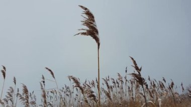 Soğuk kış günü ve kuru sazlık tohumu kar yığınına karşı. Idyllic ve sakin doğal sahne. Taze mevsimlik çevre