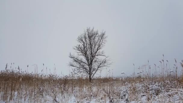 白莲孤零零的树在雪地上 被干枯的芦苇植物环绕着 寒冷的冬季雪地漂移 新鲜的季节环境 麻木的自然景观 寂静和孤独的心情 — 图库视频影像