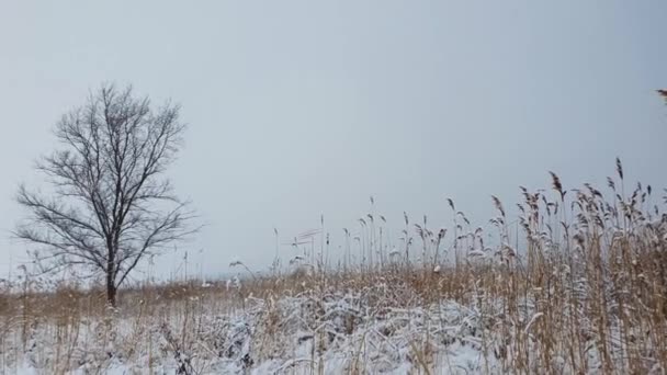 Barre Eenzame Boom Het Besneeuwde Veld Omringd Door Droge Rietplanten — Stockvideo