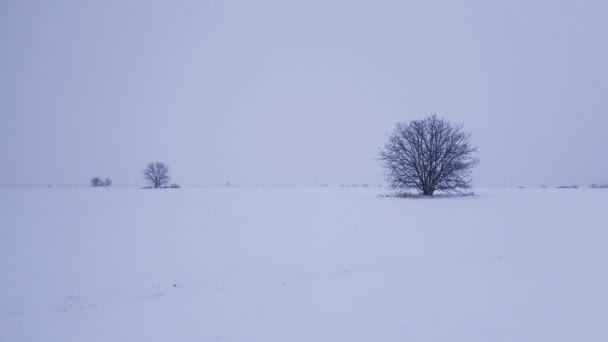 Μοναχικό Δέντρο Του Μπάρεν Στο Χιονισμένο Χωράφι Παγωμένη Χειμωνιάτικη Σκηνή — Αρχείο Βίντεο