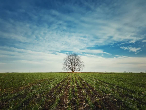 Barren Ensam Träd Våren Fält Med Växande Vete Groddar Idylliskt — Stockfoto
