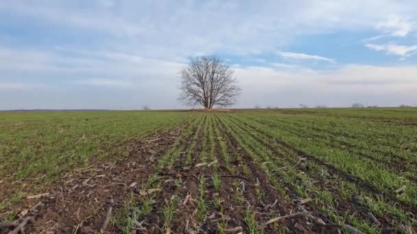 小麦の芽が成長している春のフィールドで不毛の一本の木 牧歌的な田園風景 季節の風景 — ストック動画