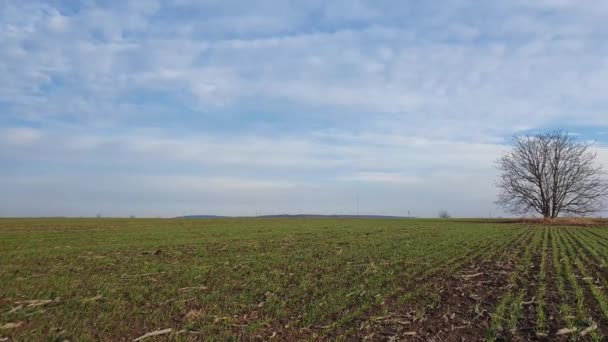 Karger Einsamer Baum Auf Dem Frühlingsfeld Mit Wachsenden Weizensprossen Idyllische — Stockvideo
