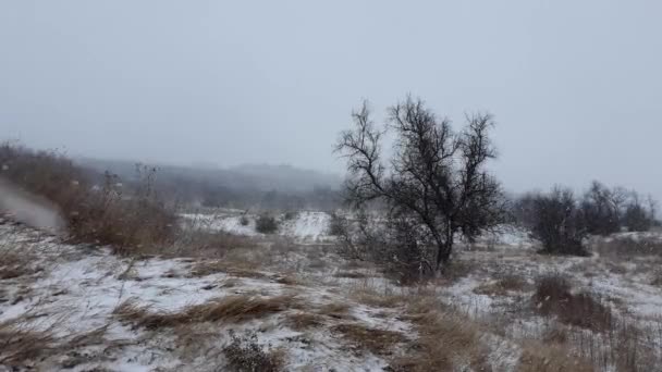 Escena Nieve Invierno Naturaleza Con Esponjosos Copos Nieve Cayendo Sobre — Vídeo de stock