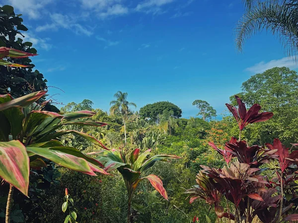 Tropiskt Klimat Med Djungel Vegetation Naturlig Bakgrund Blandar Träd Landskap — Stockfoto