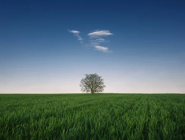 Lone Tree Growing Wheat Field Idyllic Minimalist Background Conceptual Spring — Stockfoto