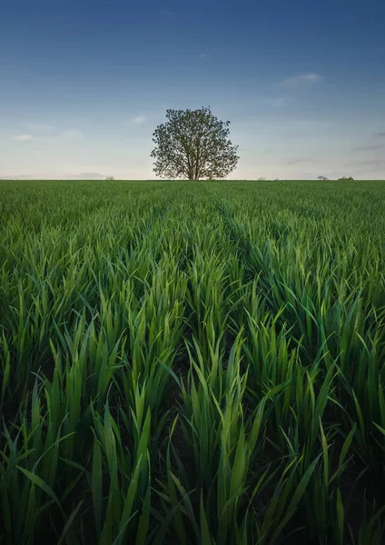 コムギ畑の真ん中で一人で強く成長するソリューションツリー 絵のような夏の風景 緑の草原と青空の下で孤独な木と美しいシーン — ストック写真